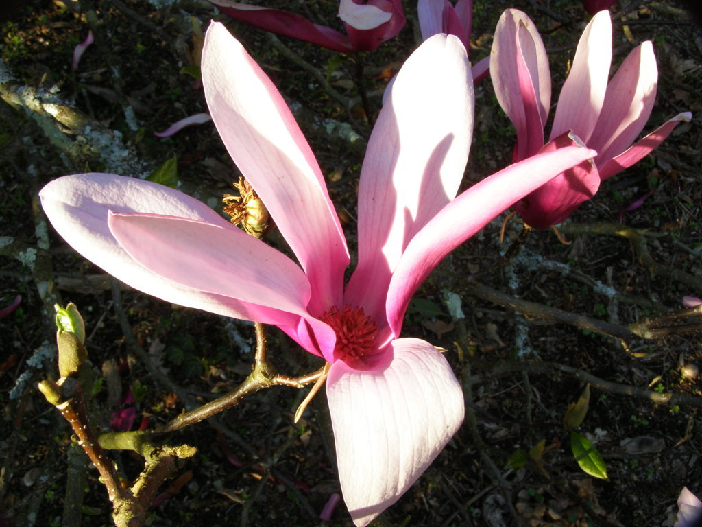 Flor de Magnolio