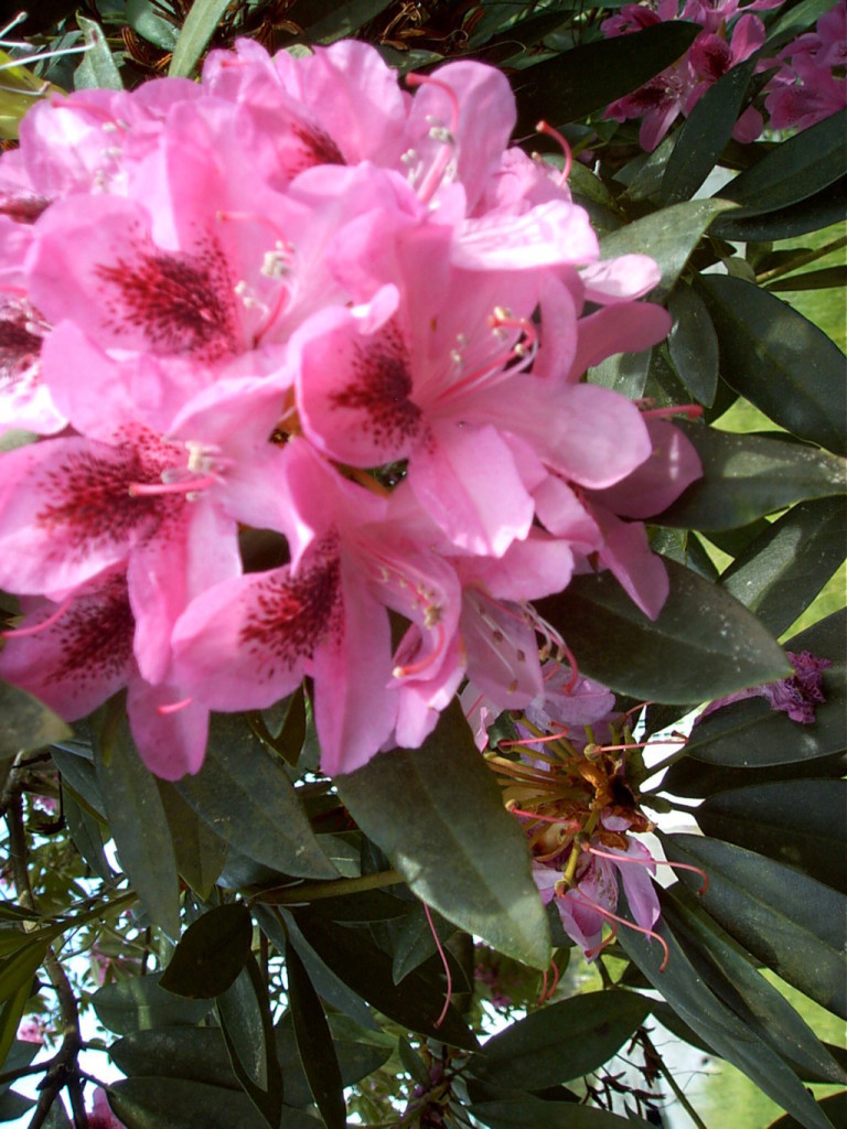 Flor de Rhododendron