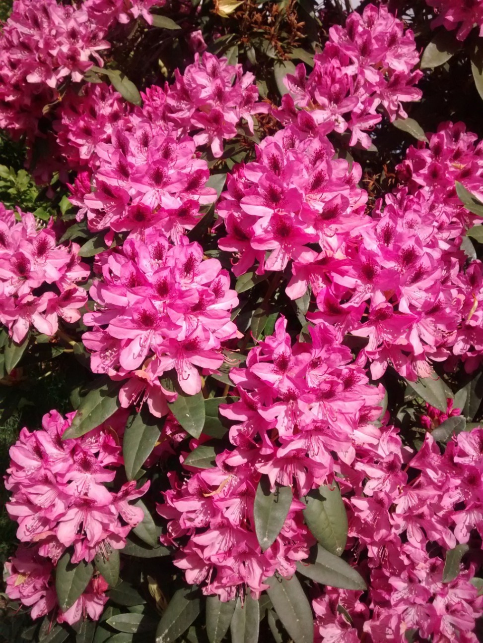 Flores de Rhododendron
